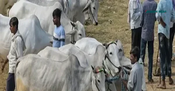 পশ্চিমবঙ্গে সরকারি নিয়ম মেনে ফের চালু হচ্ছে পশু কেনাবেচার হাট