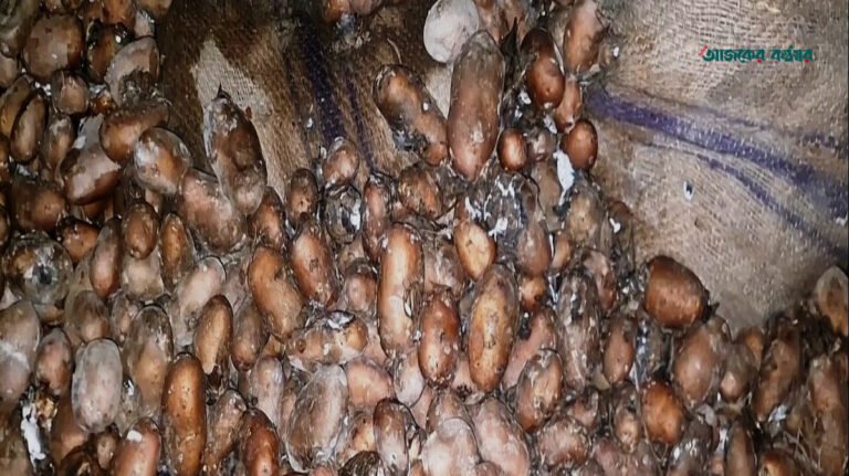 মাদারীপুরে পচে যাওয়া ২২ হাজার মণ আলু গরুর খাবার হিসেবে বিতরণ