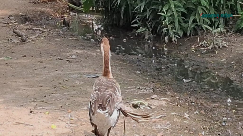 রাজশাহীতে ২৪ বছর বয়সী রাজহাঁস, পরিবারটির আয়ের প্রধান ভরসা
