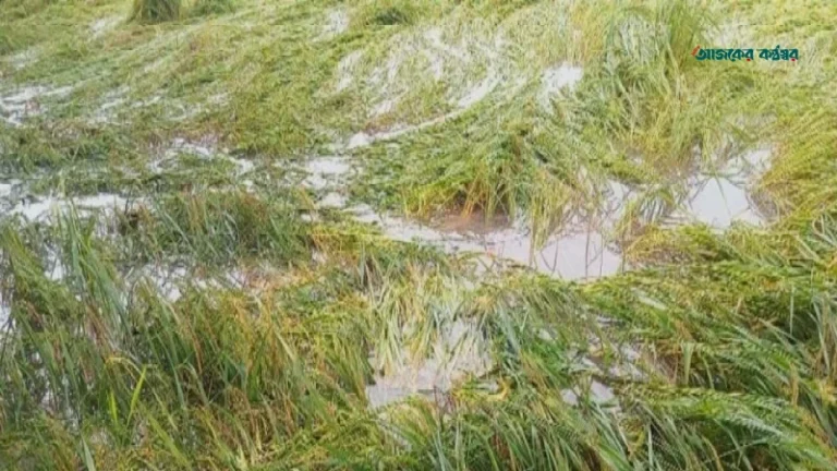 টাঙ্গাইল ও গাইবান্ধায় ঝড়ে শতকোটি টাকার ফসলহানি