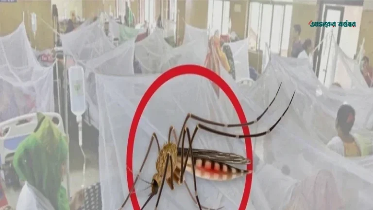 ডেঙ্গুতে আরও ৬ মৃত্যু, হাসপাতালে নতুন ভর্তি ১৬০৮ জন