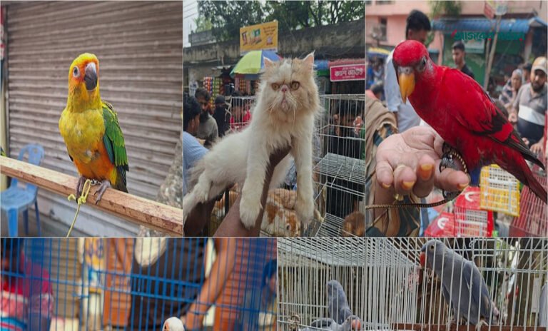মিরপুরের পোষা প্রাণীর হাটে লাখ টাকার টিয়া ও বাহারি প্রাণীর মেলা