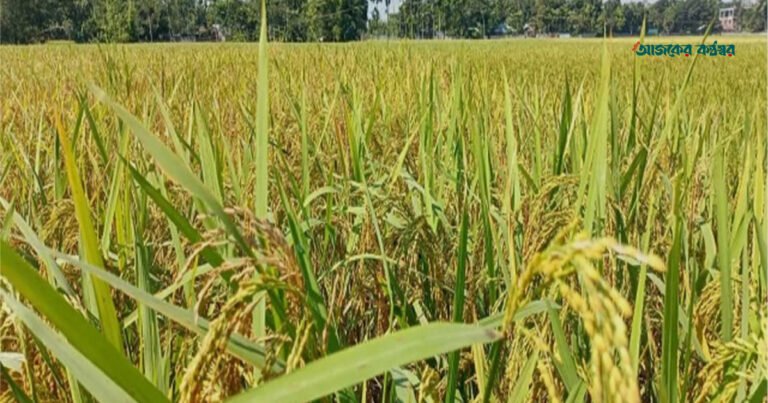রাজশাহীতে আমন ধানের বাম্পার ফলনের আশা, শুরু আগাম জাতের কাটা