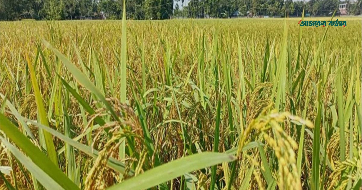রাজশাহীতে আমন ধানের বাম্পার ফলনের আশা, শুরু আগাম জাতের কাটা
