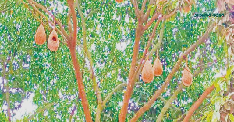 লক্ষ্মীপুরের সরকারি অফিসপাড়ায় পাখির কলতানে মুখর বিকেল