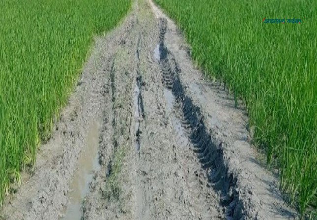 সিরাজগঞ্জে ২ কিলোমিটার কাঁচা সড়ক পাকা না হওয়ায় চরবাসীর চরম ভোগান্তি