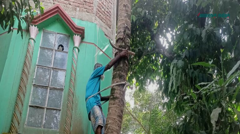 ৫৫ বছর ধরে নারকেলগাছ পরিষ্কার করেই সংসার চালাচ্ছেন তৈয়ব আলী