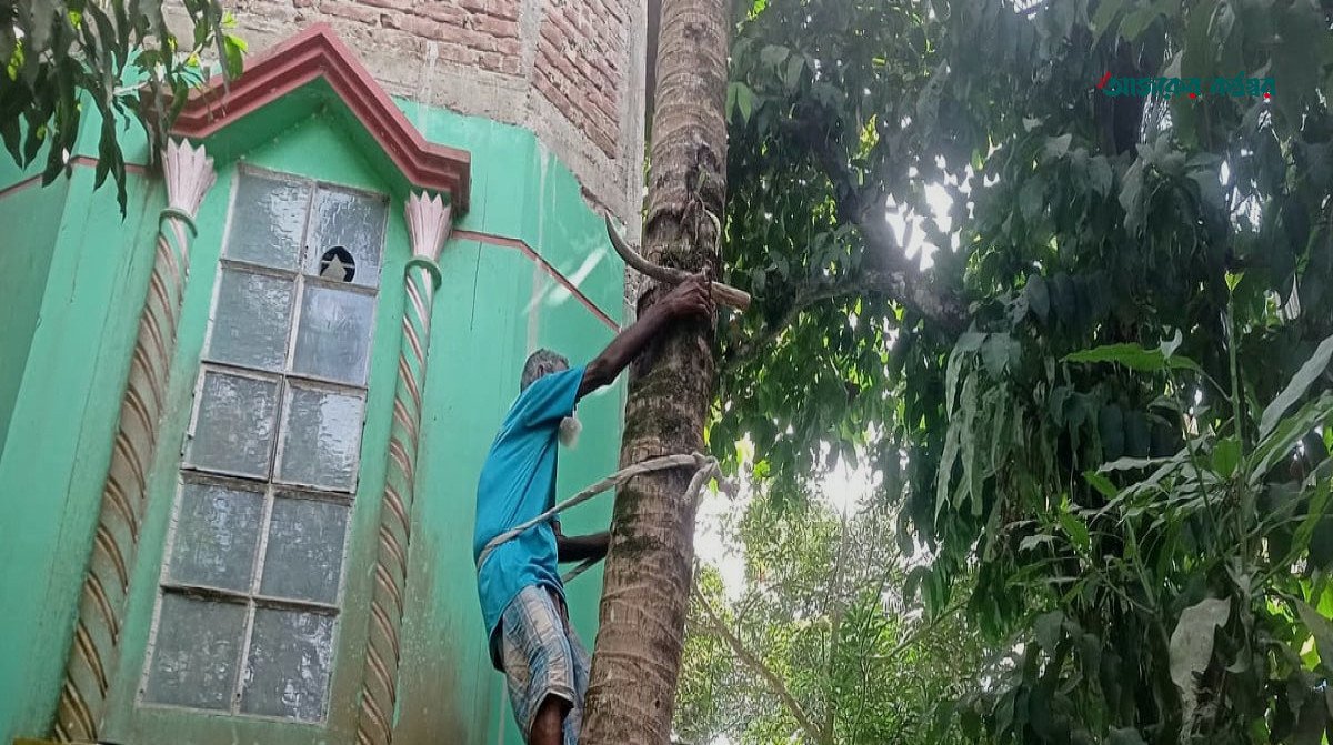 ৫৫ বছর ধরে নারকেলগাছ পরিষ্কার করেই সংসার চালাচ্ছেন তৈয়ব আলী