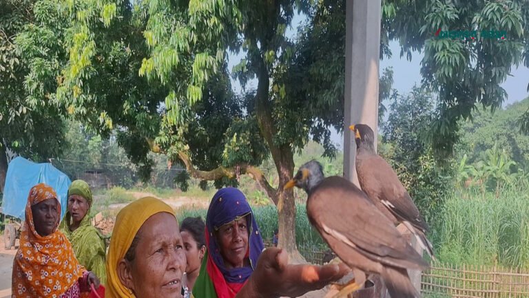 ‘ময়না’ ডাকলেই উড়ে আসে শালিকজোড়া, বলছে মা-বাবা ও কুটুম শব্দ
