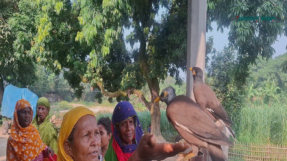 ‘ময়না’ ডাকলেই উড়ে আসে শালিকজোড়া, বলছে মা-বাবা ও কুটুম শব্দ